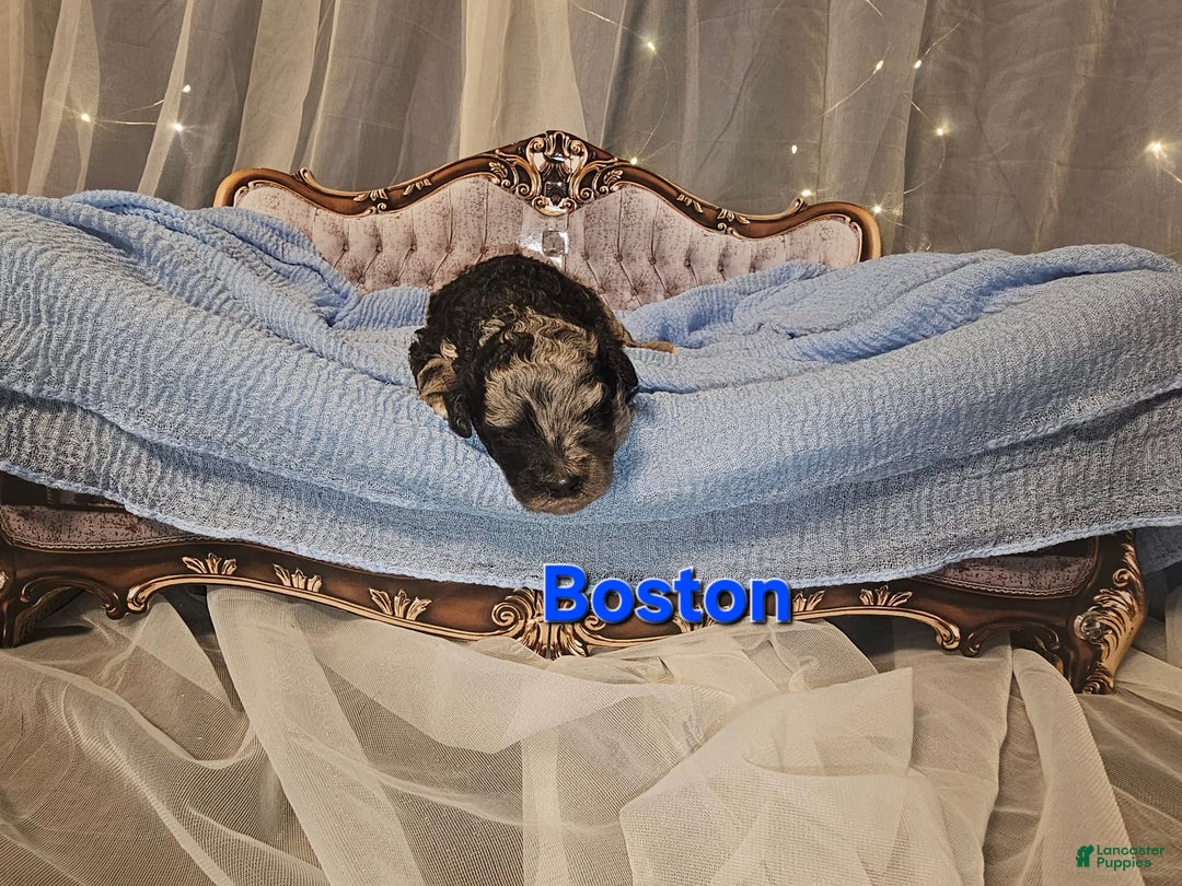 Mini Goldendoodle dogs for sale: Boston - Image 1