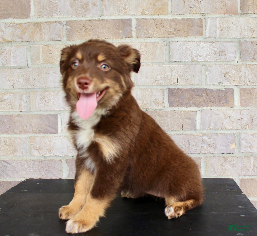 Australian Shepherd dogs for sale: Australian Shepherd 7 puppies - Image 3