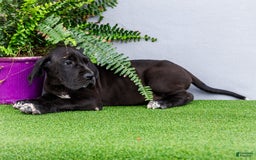 Great Dane dogs for sale: Jasper - Image 14