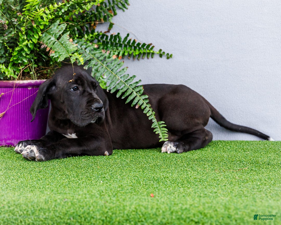 Great Dane dogs for sale: Jasper - Image 14