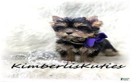Yorkshire Terrier dogs for sale: Poppy - Image 2