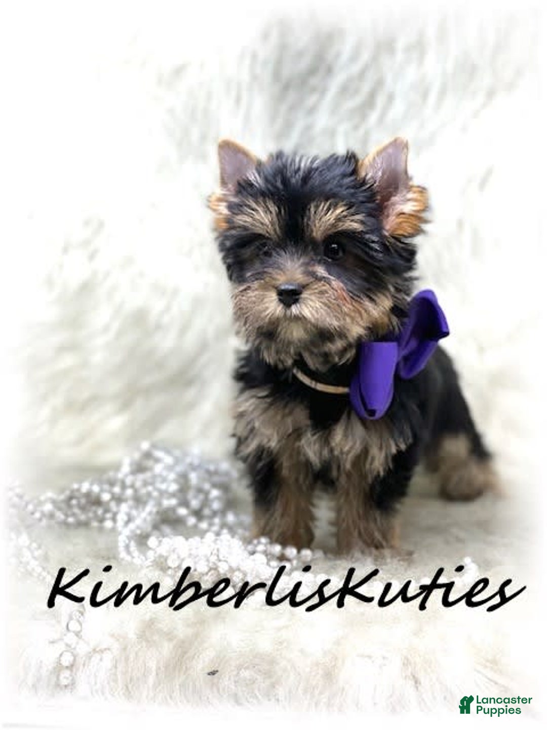 Yorkshire Terrier dogs for sale: Poppy - Image 2