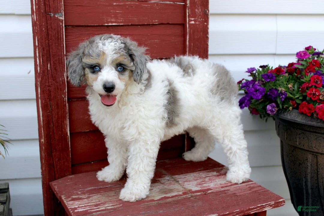 Miniature Poodle dogs for sale: Bingo - Image 1
