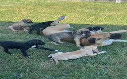 Great Dane dogs for sale: Blue Boy - Image 3