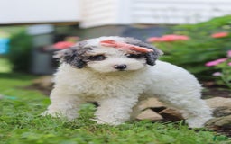 Mini Aussiedoodle dogs for sale: Jazzy - Image 5