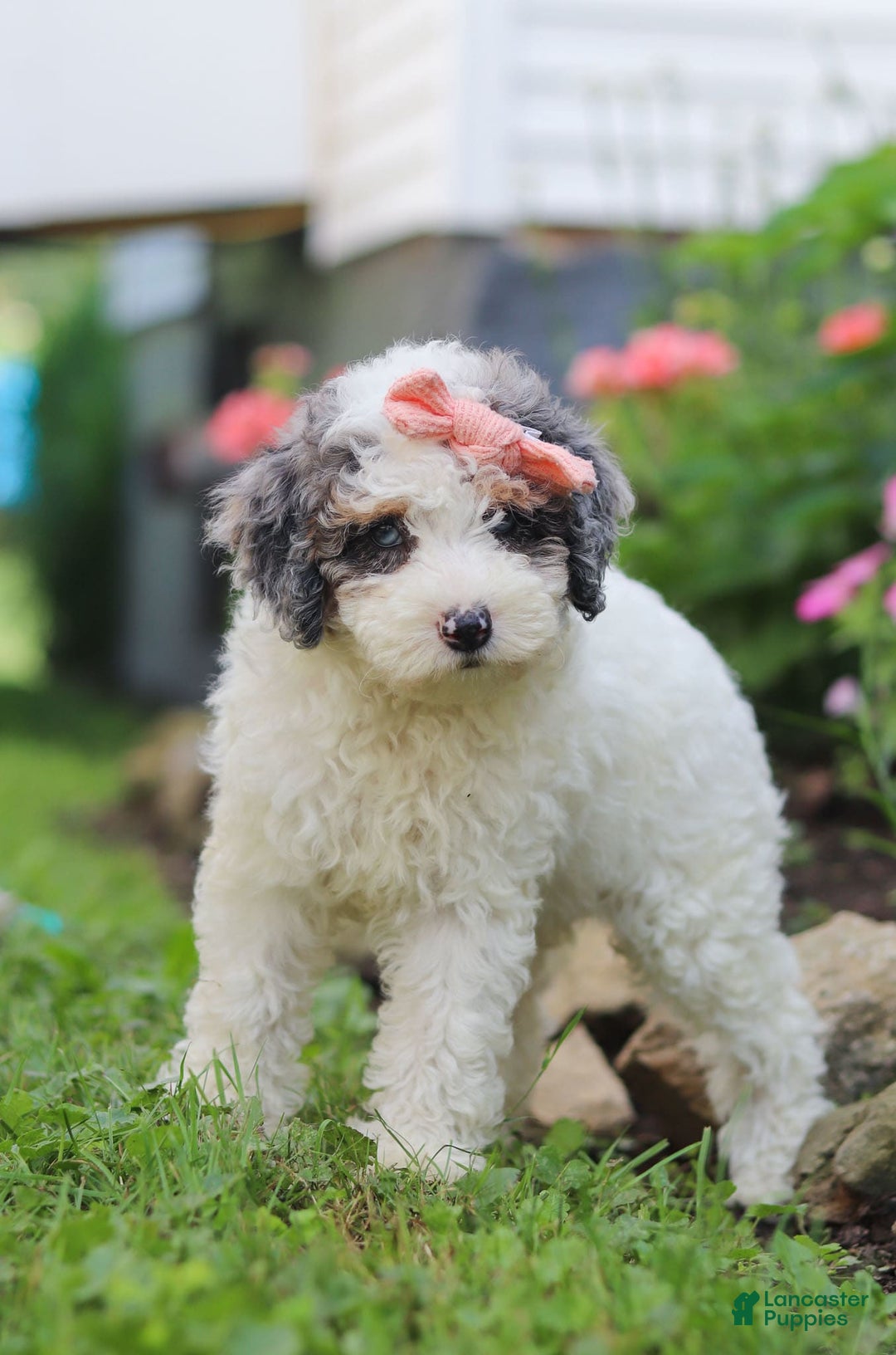 Mini Aussiedoodle dogs for sale: Jazzy - Image 5