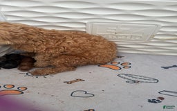 Maltipoo dogs for sale: Maria - Image 9