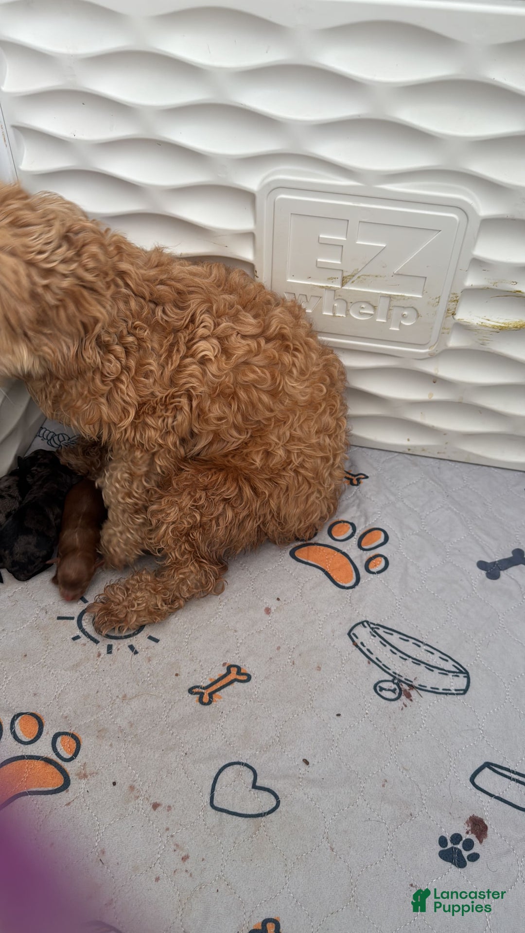 Maltipoo dogs for sale: Maria - Image 9