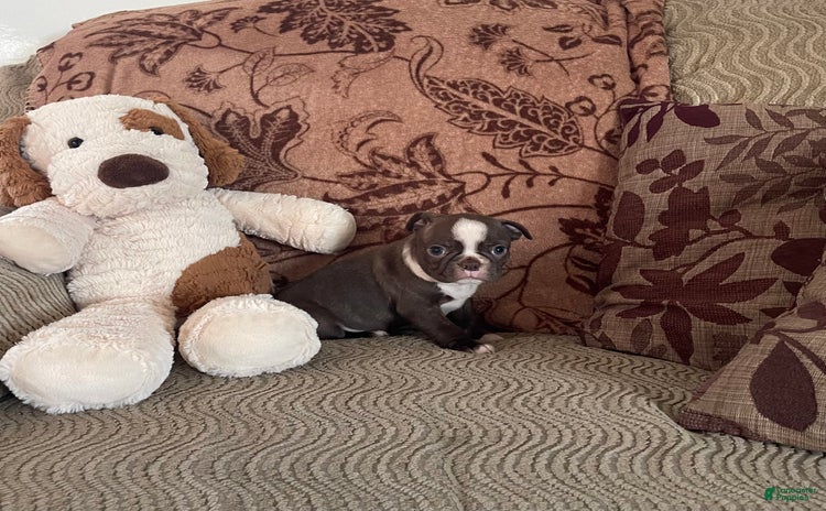 Boston Terrier dogs for sale - Ad 3