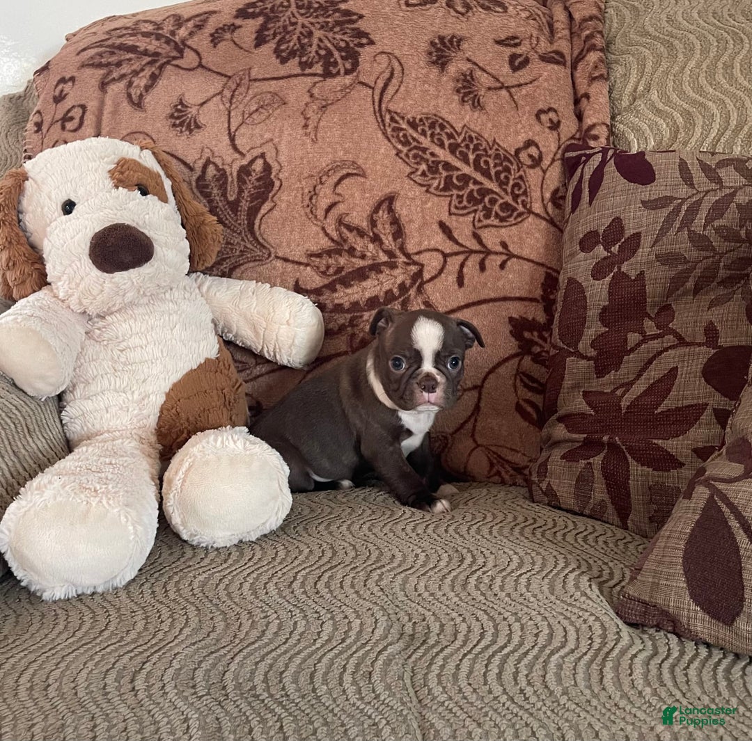 Boston Terrier dogs for sale: Theo - Image 1