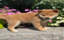 Shiba Inu dogs for sale: Ivy - Image 8