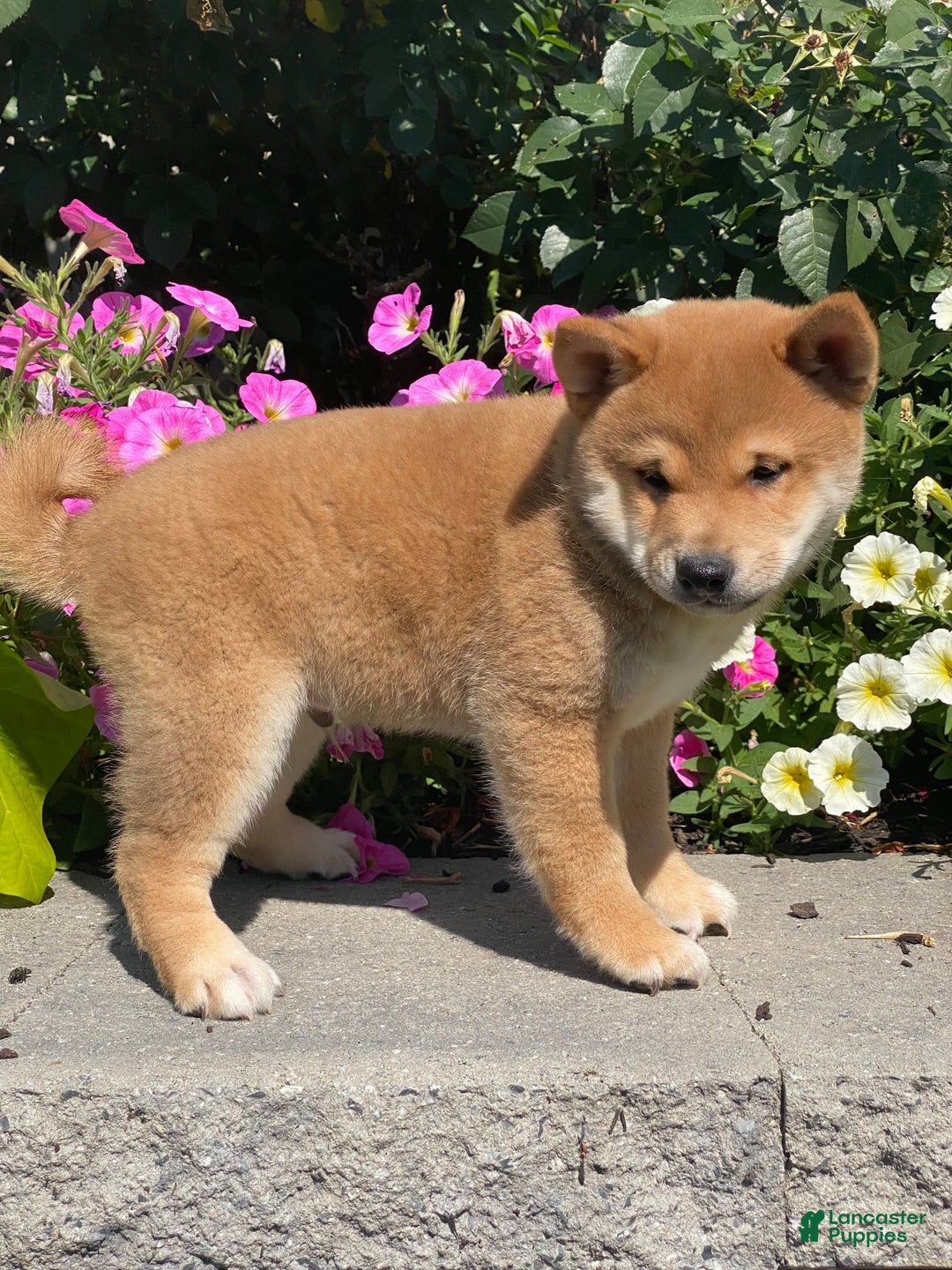 Shiba Inu dogs for sale: Ivy - Image 8