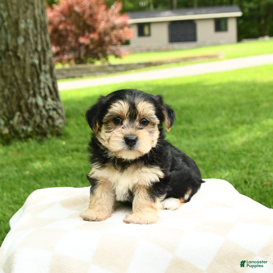 Morkie dogs for sale: Mickey - Image 3