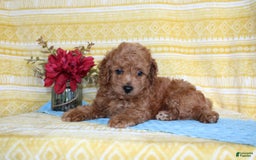 Mini Goldendoodle dogs for sale: Larry - Image 7