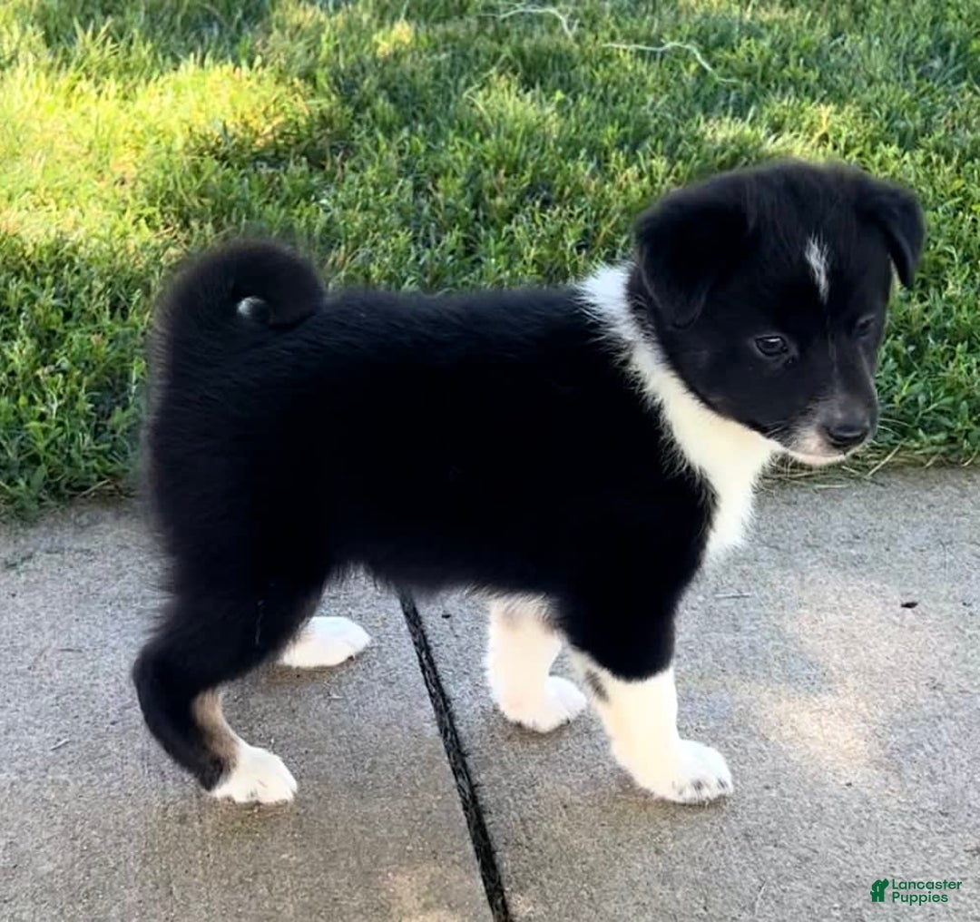 Shiba Inu dogs for sale: Sydney - Image 3