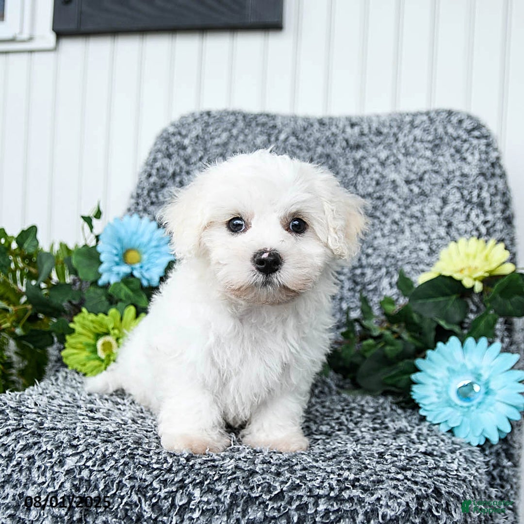 Teddy Bear dogs for sale: Chipper - Image 3