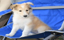 Collie dogs for sale: Penny - Image 2