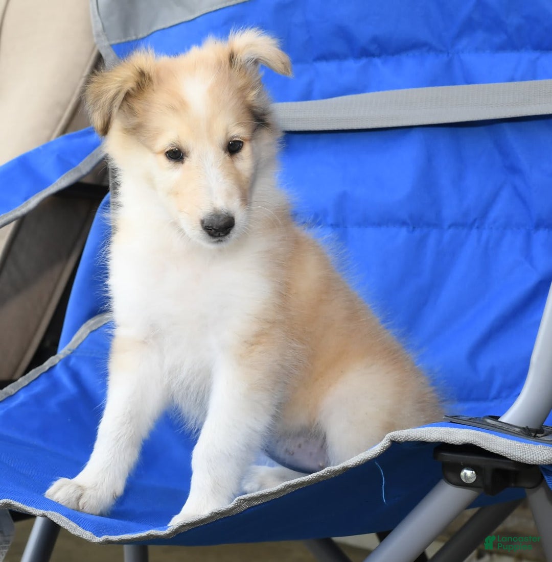 Collie dogs for sale: Penny - Image 2