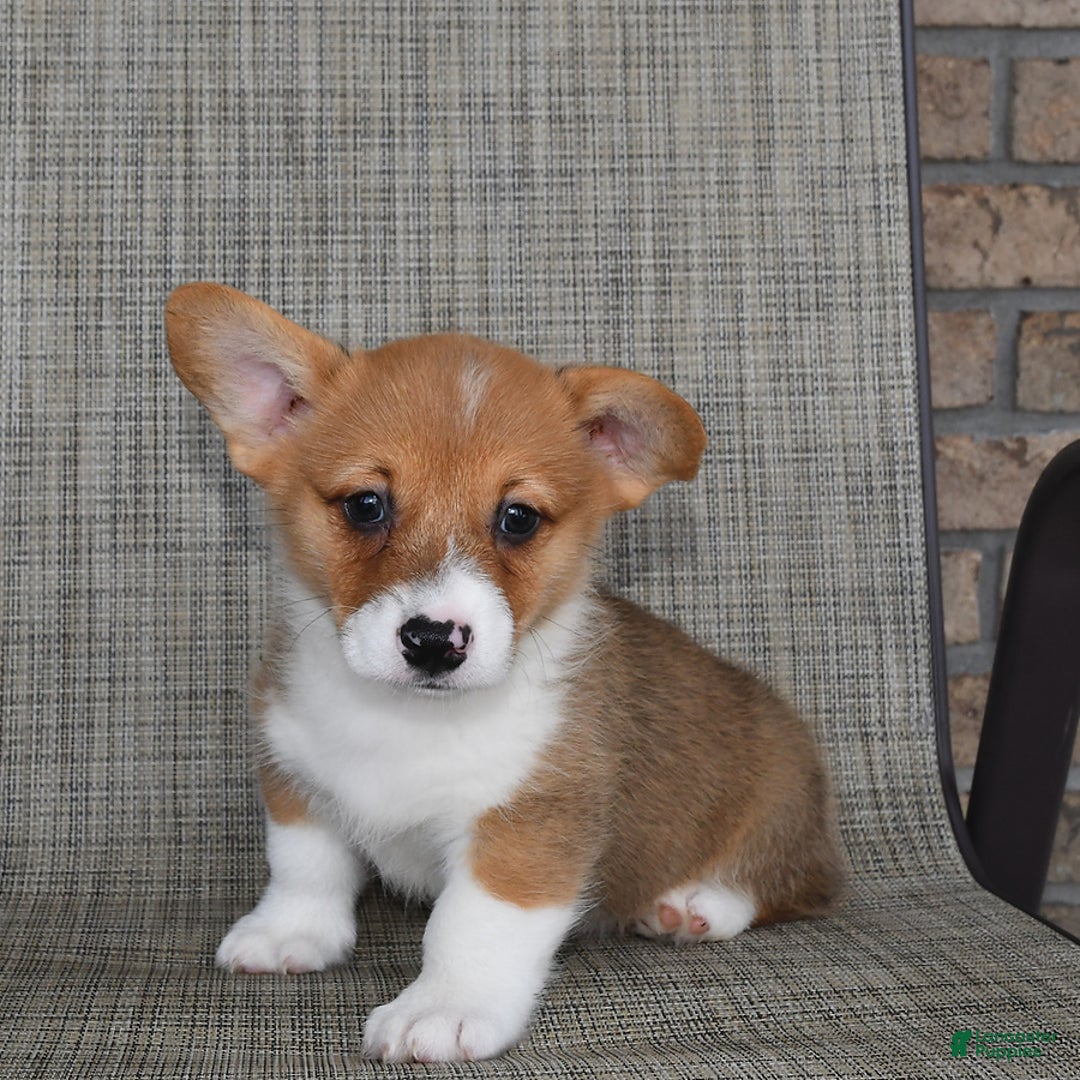 Welsh Corgi Pembroke dogs for sale: Connor - Image 1