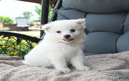 American Eskimo dogs for sale: Franklin - Image 3
