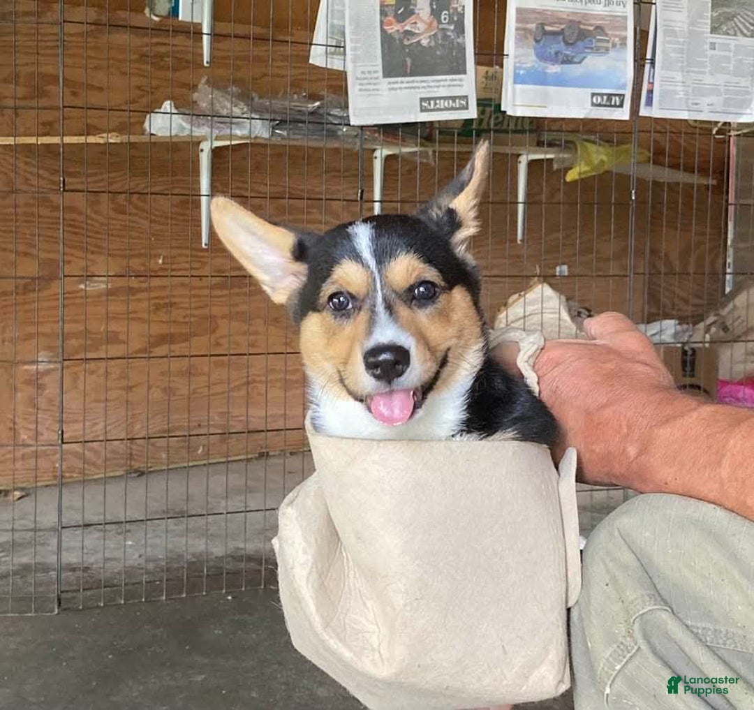 Welsh Corgi Pembroke dogs for sale: Speedy - Image 1