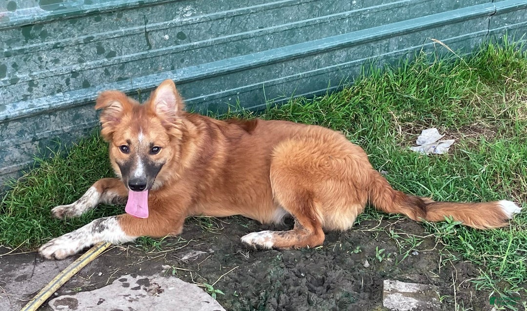 Border Collie dogs for sale: Beau - Image 1