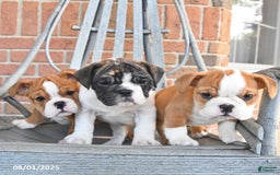 English Bulldog dogs for sale: Banjo - Image 4