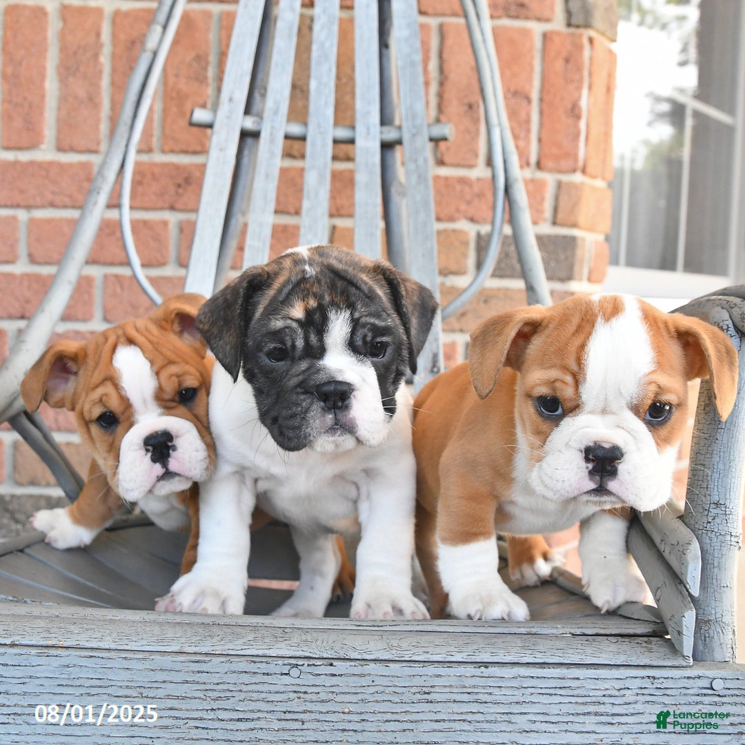 English Bulldog dogs for sale: Banjo - Image 4