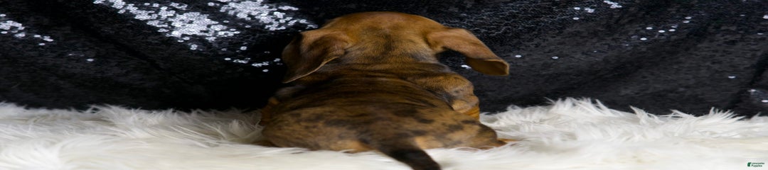 Slinkey
