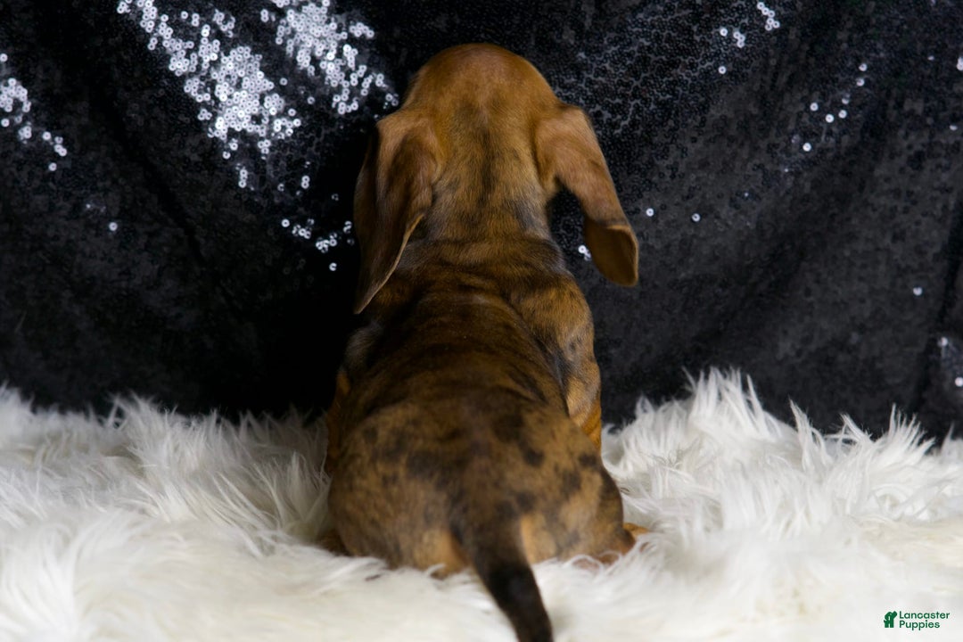 Miniature Dachshund dogs for sale: Slinkey - Image 2