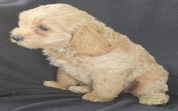Cockapoo dogs for sale: Bella - Image 7