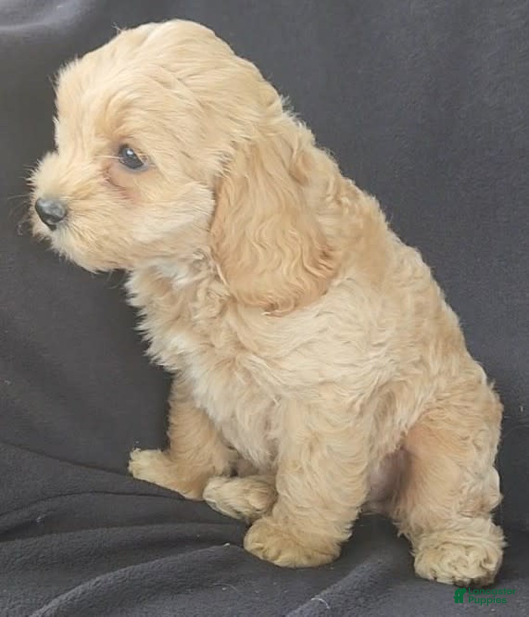 Cockapoo dogs for sale: Bella - Image 7
