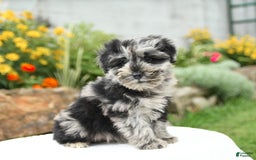 Miniature Schnauzer dogs for sale: Sahara - Image 4