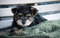 Morkie dogs for sale: Skipper - Image 23