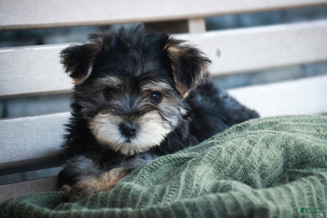 Morkie dogs for sale: Skipper - Image 23