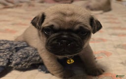 Pug dogs for sale: Davy - Image 5