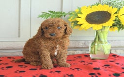 Mini Goldendoodle dogs for sale: Ulysses - Image 9