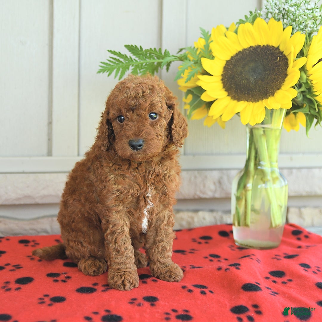 Mini Goldendoodle dogs for sale: Ulysses - Image 9