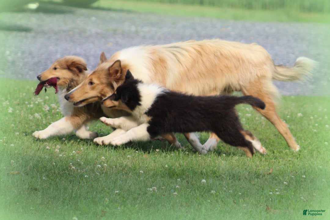 categoriesInfo:categoryAttributeOptions.pets.dogs.breed.roughCollie dogs for sale: Korry - Image 9
