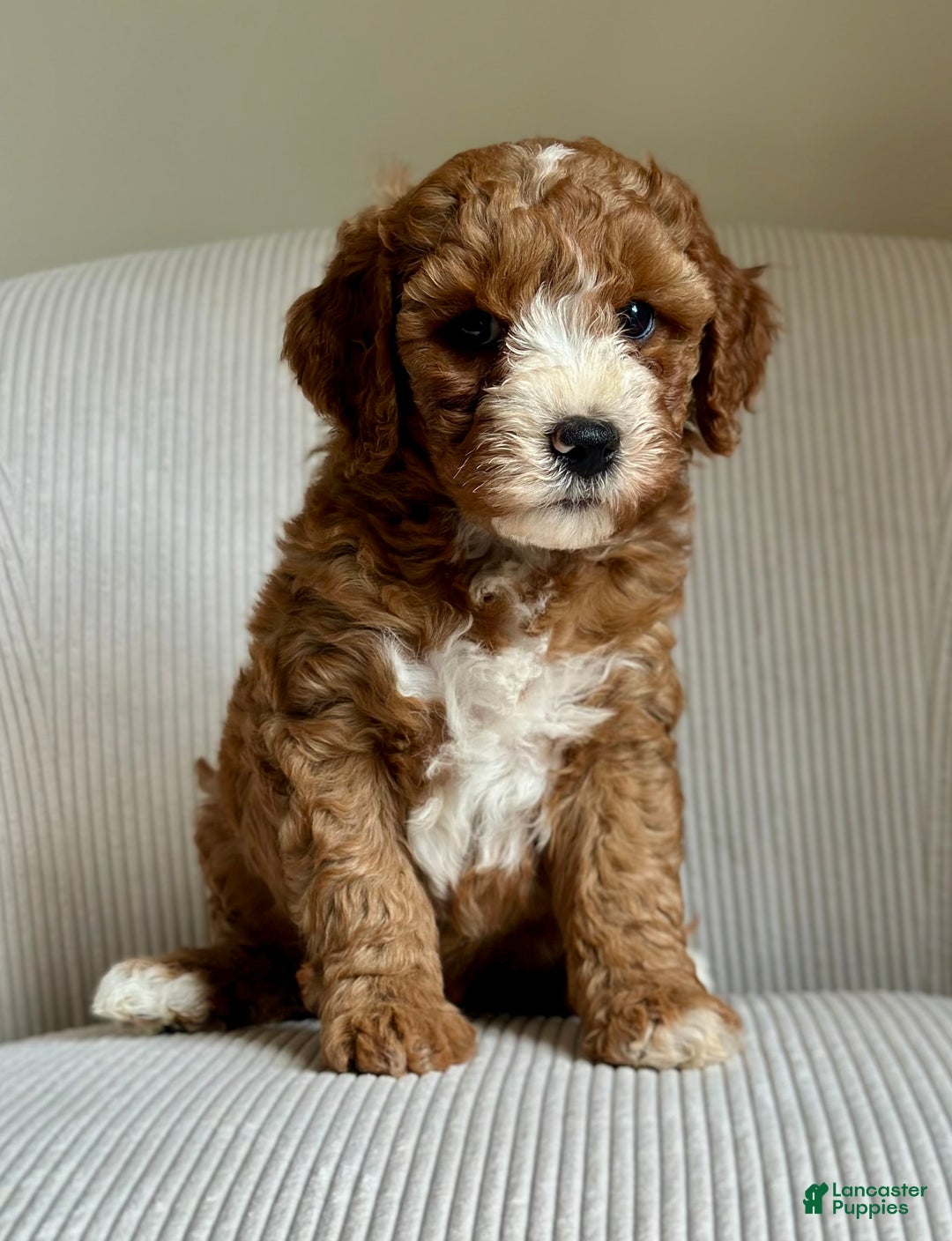 Mini Goldendoodle dogs for sale: Dolly - Image 4