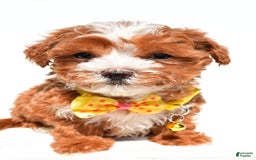 Maltipoo dogs for sale: Dexter - Image 3