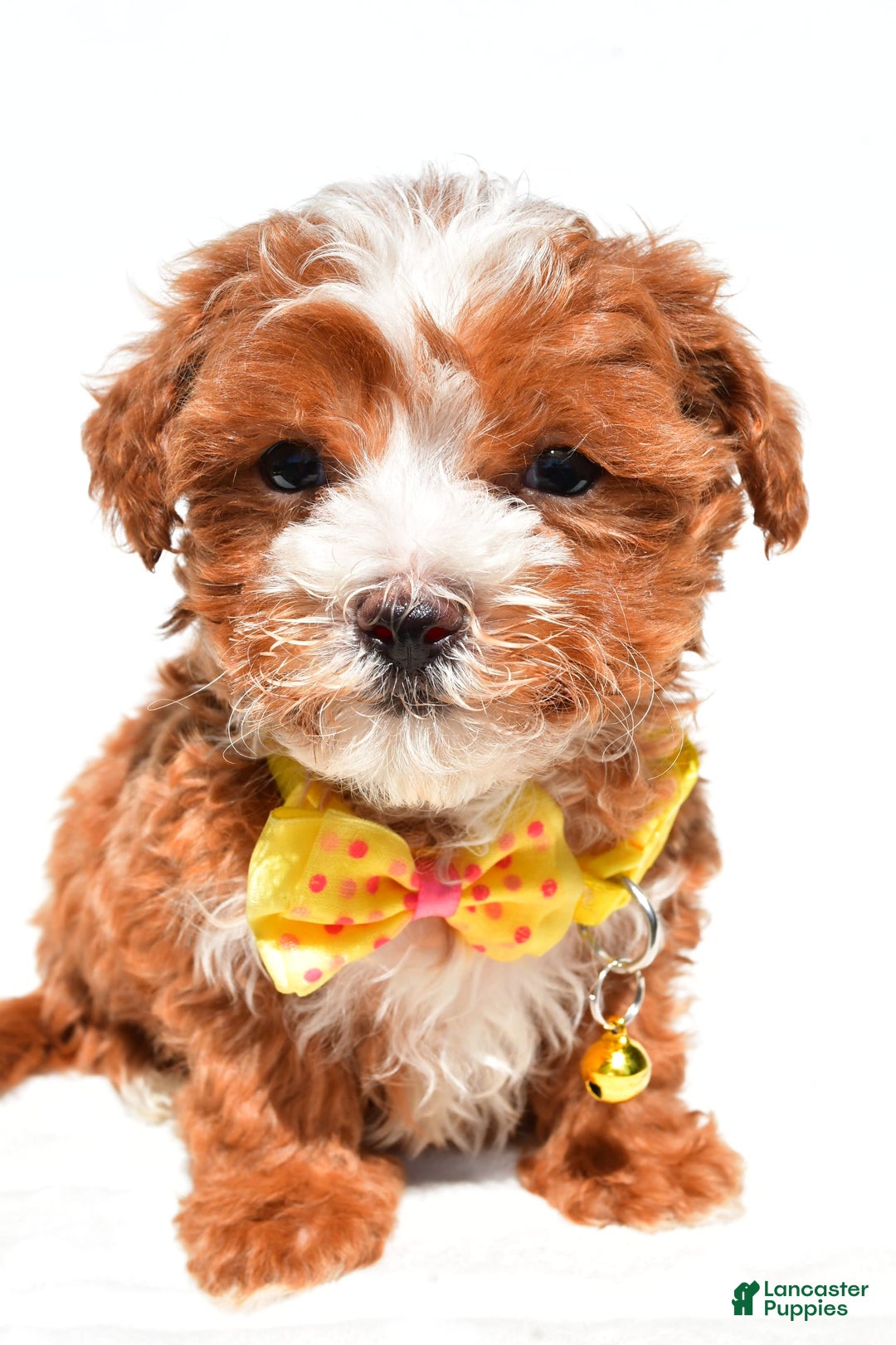 Maltipoo dogs for sale: Dexter - Image 3