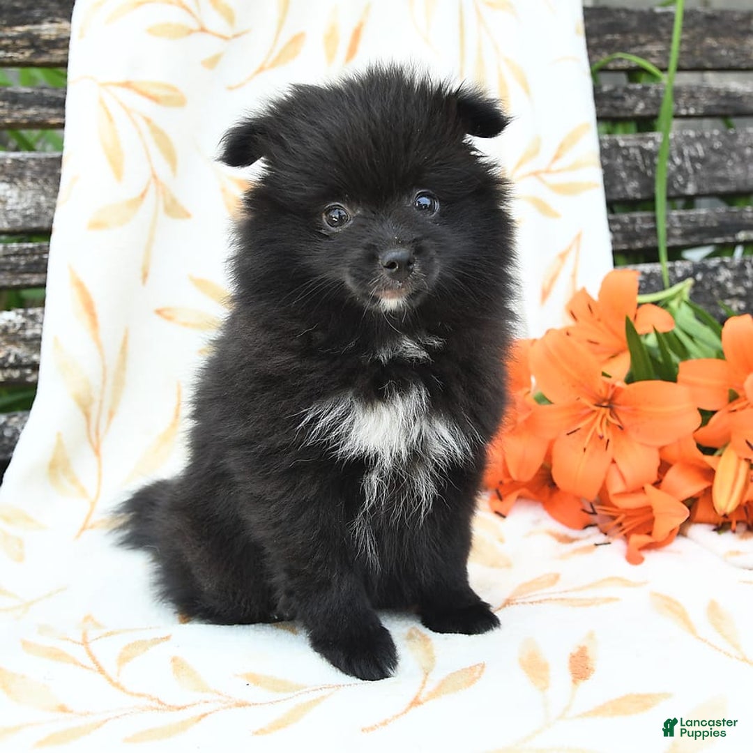 Pomeranian dogs for sale: Jelly Bean - Image 6