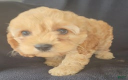 Cockapoo dogs for sale: Brooke - Image 9