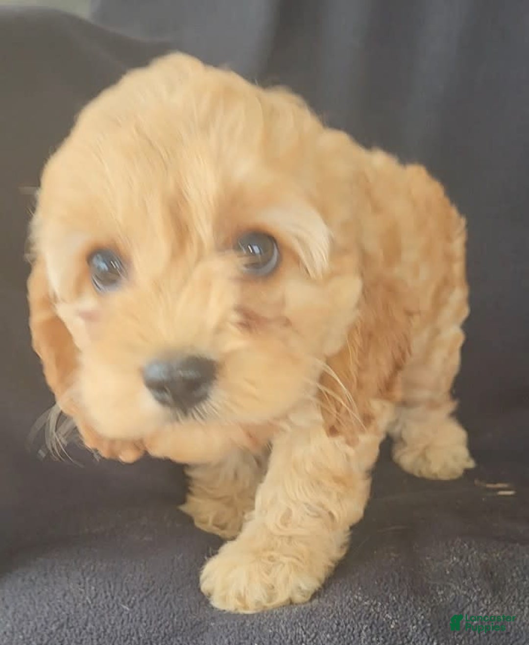 Cockapoo dogs for sale: Brooke - Image 9