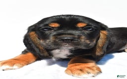 Beaglier dogs for sale: Chase - Image 7