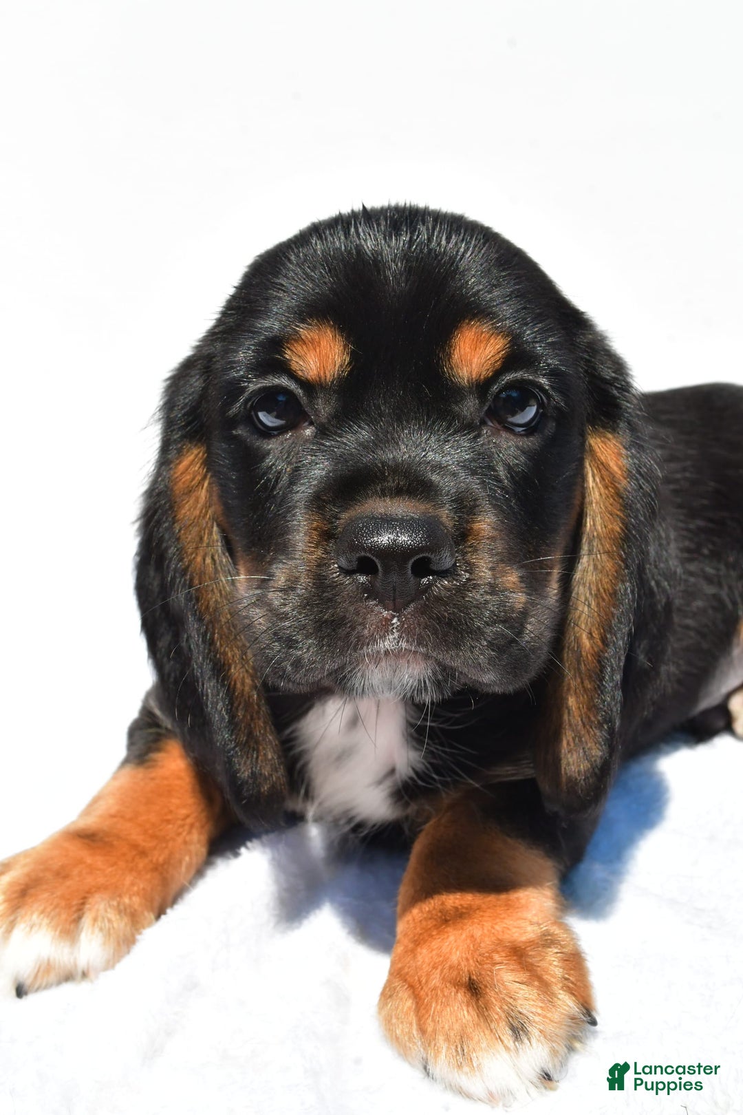 Beaglier dogs for sale: Chase - Image 7
