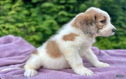 Saint Berdoodles dogs for sale: Beauty - Image 3