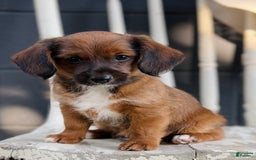 Yorkiepoo dogs for sale: Yorkiepoo 2 puppies - Image 1
