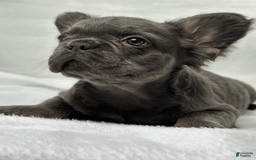 French Bulldog dogs for sale: Sky - Image 1